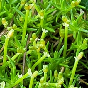 Scleranthus biflorus at Glen Allen, NSW - 18 Jan 2024