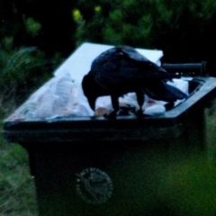 Corvus coronoides at Aranda, ACT - 18 Jan 2024