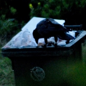 Corvus coronoides at Aranda, ACT - 18 Jan 2024 08:04 AM