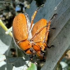 Anoplognathus brunnipennis (Green-tailed Christmas beetle) at Hackett, ACT - 18 Jan 2024 by Pirom