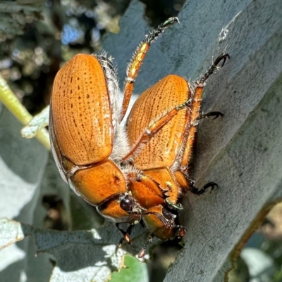 Anoplognathus brunnipennis (Green-tailed Christmas beetle) at Mount Ainslie - 18 Jan 2024 by Pirom