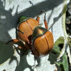 Anoplognathus brunnipennis at Mount Ainslie - 18 Jan 2024