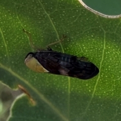 Brunotartessus fulvus (Yellow-headed Leafhopper) at Hackett, ACT - 18 Jan 2024 by Pirom