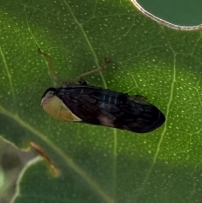 Brunotartessus fulvus (Yellow-headed Leafhopper) at Hackett, ACT - 18 Jan 2024 by Pirom