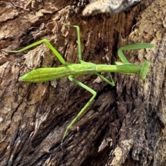 Unidentified Praying mantis (Mantodea) at Hackett, ACT - 18 Jan 2024 by Pirom