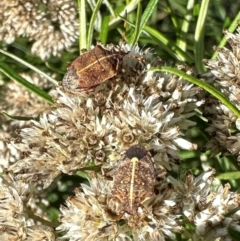 Oncocoris geniculatus (A shield bug) at Hackett, ACT - 18 Jan 2024 by Pirom