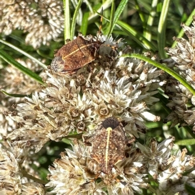 Oncocoris geniculatus (A shield bug) at Mount Ainslie - 18 Jan 2024 by Pirom