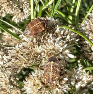 Oncocoris geniculatus at Mount Ainslie - 18 Jan 2024