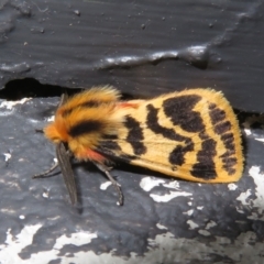 Ardices curvata (Crimson Tiger Moth) at Gibraltar Pines - 6 Jan 2024 by Christine