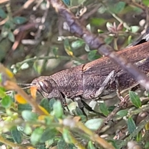 Goniaea opomaloides at Glen Allen, NSW - 18 Jan 2024