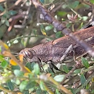 Goniaea opomaloides (Mimetic Gumleaf Grasshopper) at Glen Allen, NSW - 18 Jan 2024 by trevorpreston