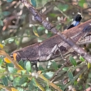 Goniaea opomaloides at Glen Allen, NSW - 18 Jan 2024