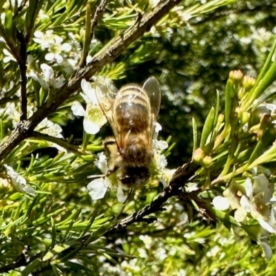 Apis mellifera (European honey bee) at GG182 - 17 Jan 2024 by KMcCue