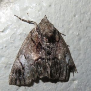 Heliomystis electrica at Gibraltar Pines - 6 Jan 2024