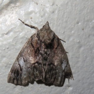 Heliomystis electrica at Gibraltar Pines - 6 Jan 2024