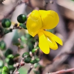 Bossiaea sp. at Glen Allen, NSW - 18 Jan 2024 by trevorpreston