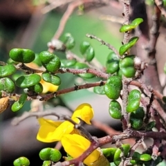 Bossiaea sp. at Glen Allen, NSW - 18 Jan 2024