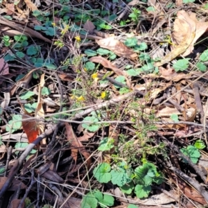 Bossiaea sp. at Glen Allen, NSW - 18 Jan 2024