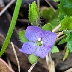 Veronica calycina (Hairy Speedwell) at Glen Allen, NSW - 18 Jan 2024 by trevorpreston