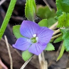 Veronica calycina at Glen Allen, NSW - 18 Jan 2024