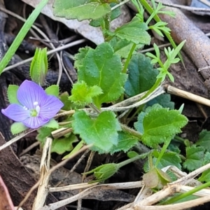 Veronica calycina at Glen Allen, NSW - 18 Jan 2024