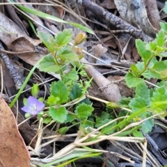 Veronica calycina at Glen Allen, NSW - 18 Jan 2024 11:27 AM