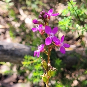 Stylidium armeria subsp. armeria at Glen Allen, NSW - 18 Jan 2024 11:24 AM