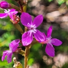 Stylidium armeria subsp. armeria at Glen Allen, NSW - 18 Jan 2024 11:24 AM