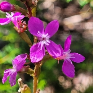 Stylidium armeria subsp. armeria at Glen Allen, NSW - 18 Jan 2024 11:24 AM