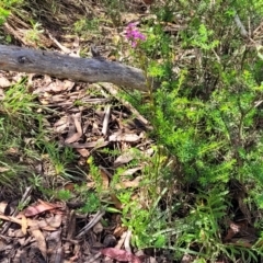 Stylidium armeria subsp. armeria at Glen Allen, NSW - 18 Jan 2024