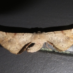 Circopetes obtusata (Grey Twisted Moth) at Gibraltar Pines - 5 Jan 2024 by Christine