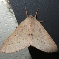 Arhodia lasiocamparia (Pink Arhodia (Oenochrominae)) at Gibraltar Pines - 6 Jan 2024 by Christine