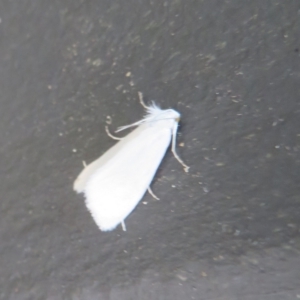 Tipanaea patulella at Gibraltar Pines - 6 Jan 2024 03:00 PM