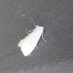 Tipanaea patulella (A Crambid moth) at Gibraltar Pines - 6 Jan 2024 by Christine