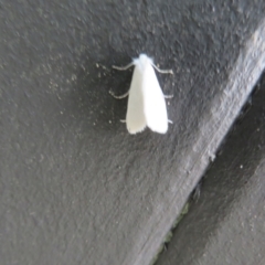 Tipanaea patulella at Gibraltar Pines - 6 Jan 2024 03:00 PM