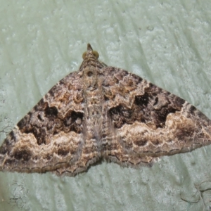 Chrysolarentia imperviata at Gibraltar Pines - 6 Jan 2024 03:16 PM