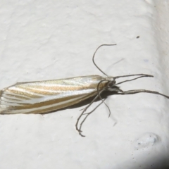 Hednota opulentellus (A Cramdid moth (Crambinae) at Gibraltar Pines - 6 Jan 2024 by Christine