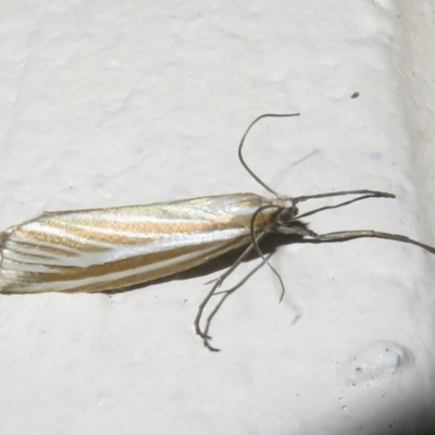 Hednota opulentellus (A Cramdid moth (Crambinae) at Gibraltar Pines - 6 Jan 2024 by Christine