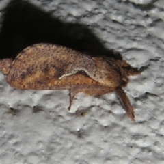 Elhamma australasiae (A Swift or Ghost moth (Hepialidae)) at Gibraltar Pines - 16 Jan 2024 by Christine