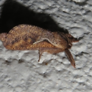 Elhamma australasiae at Gibraltar Pines - 16 Jan 2024