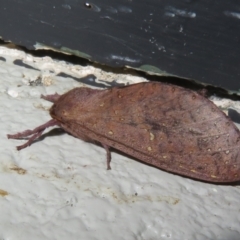 Elhamma australasiae (A Swift or Ghost moth (Hepialidae)) at Gibraltar Pines - 16 Jan 2024 by Christine