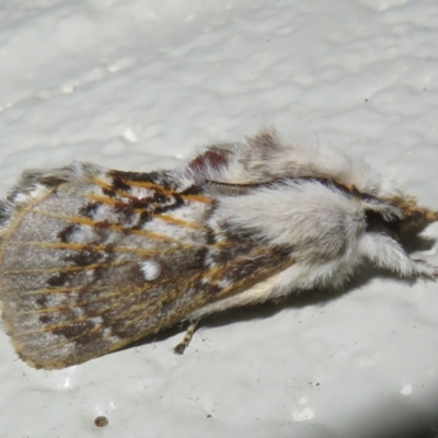 Porela delineata (Lined Porela) at Gibraltar Pines - 16 Jan 2024 by Christine