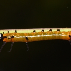 Euploea corinna at Sheldon, QLD - suppressed
