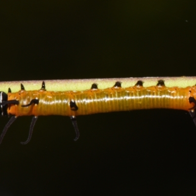 Euploea corinna at Sheldon, QLD - 18 Jan 2024 by PJH123