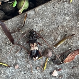 Phoracantha semipunctata at Weetangera, ACT - suppressed