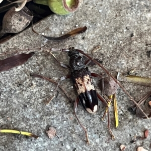 Phoracantha semipunctata at Weetangera, ACT - suppressed