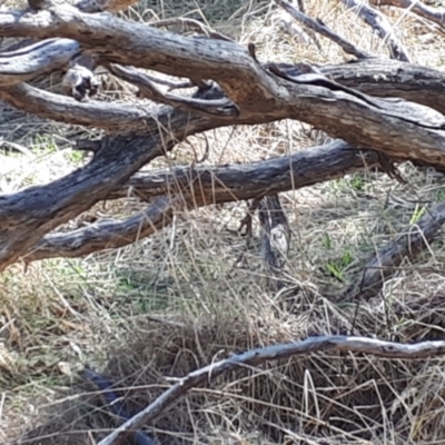 Unidentified Snake at Yaouk, NSW - 19 Sep 2023 by Janet