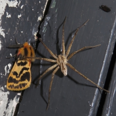 Argoctenus sp. (genus) (Wandering ghost spider) at Gibraltar Pines - 5 Jan 2024 by Christine