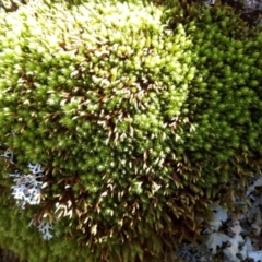 Unverified Moss, Liverwort or Hornwort by Janet
