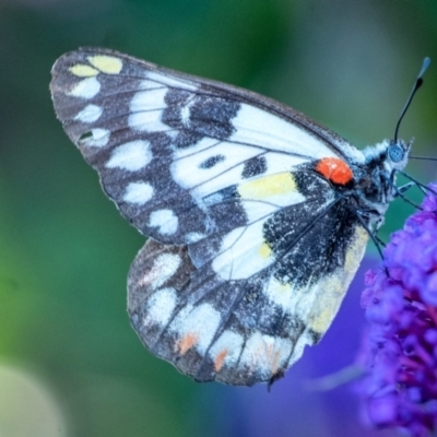 Delias aganippe (Spotted Jezebel) at Wingecarribee Local Government Area - 18 Jan 2024 by Aussiegall